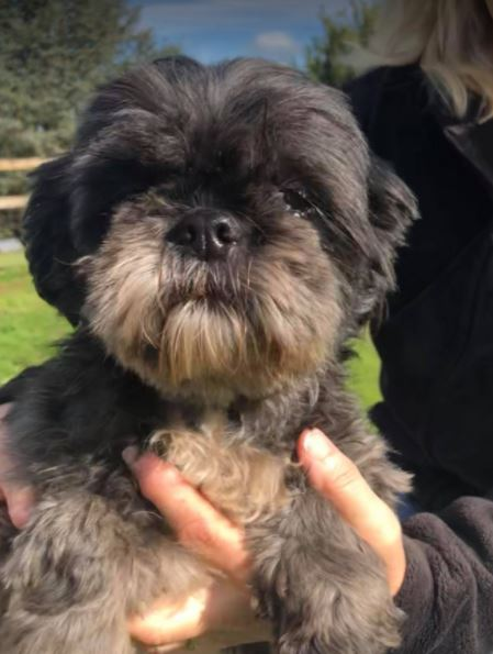 shih tzu rescue kent