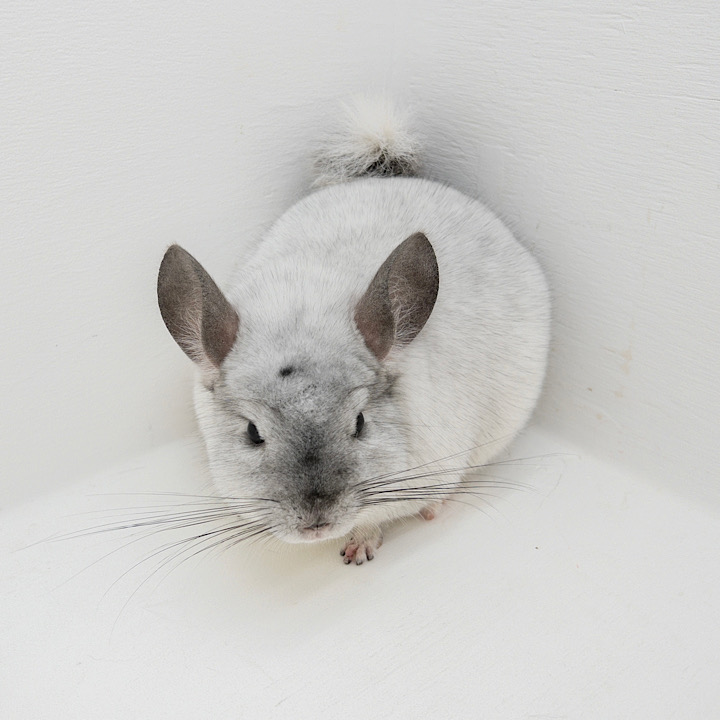 chinchillas for sale