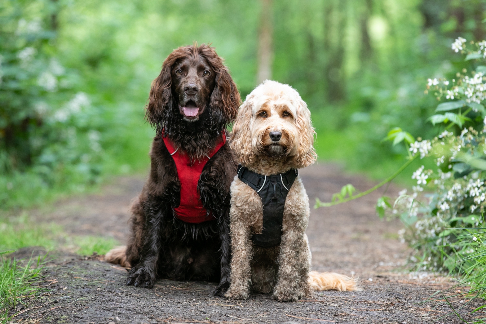 dog harness cocker spaniel