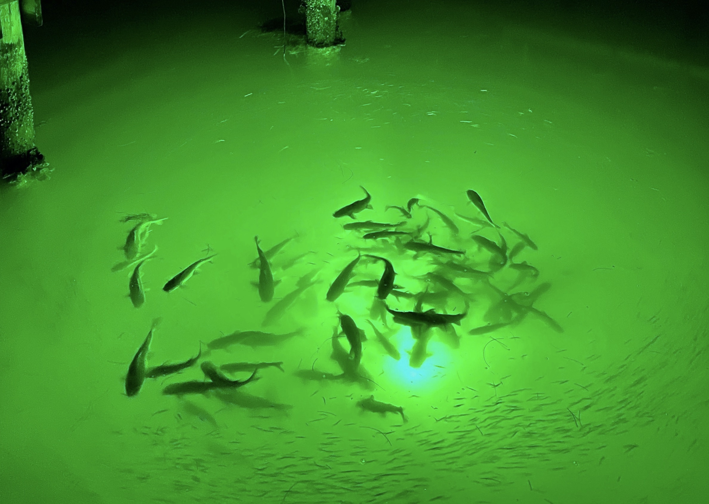 fish light attractor