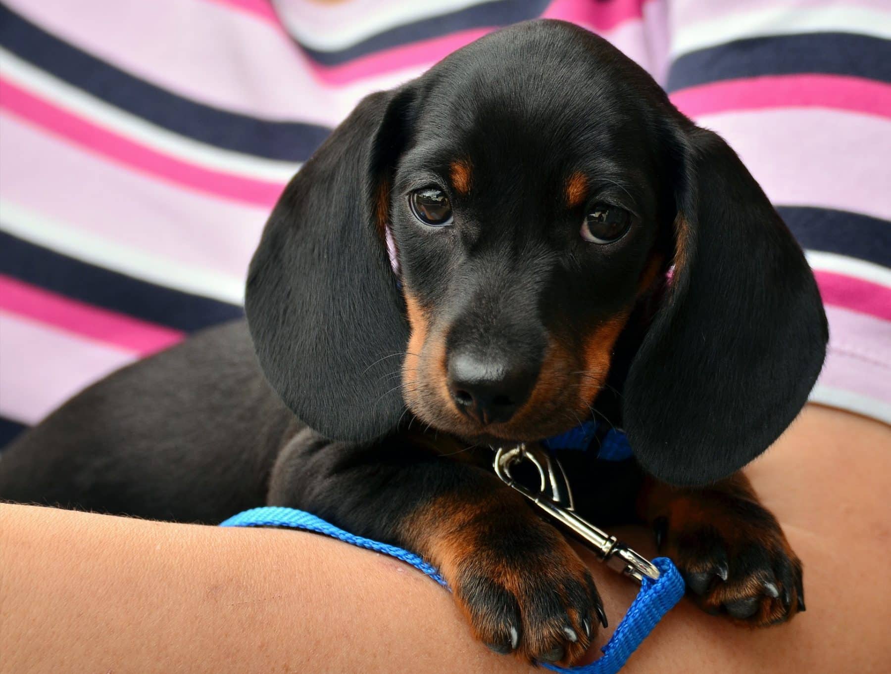 dachshund puppies