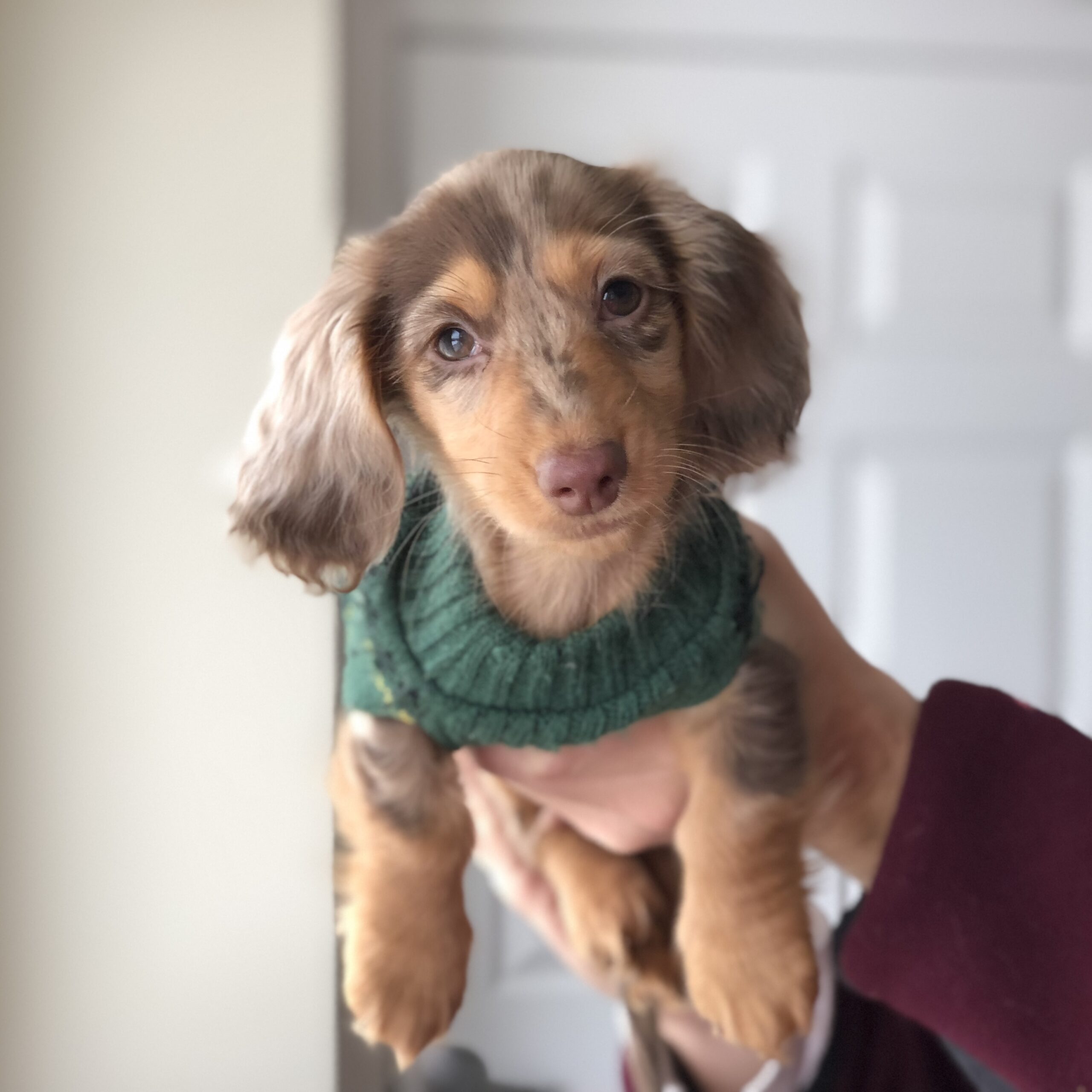 dachshund puppies for sale near me