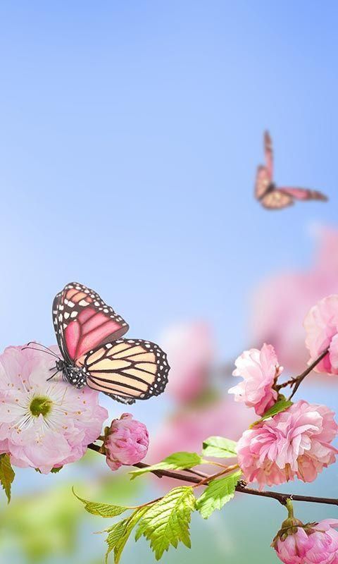 fondos de pantalla de flores de primavera