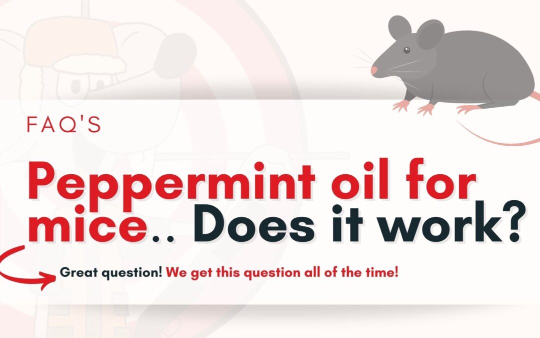 mint oil for mice