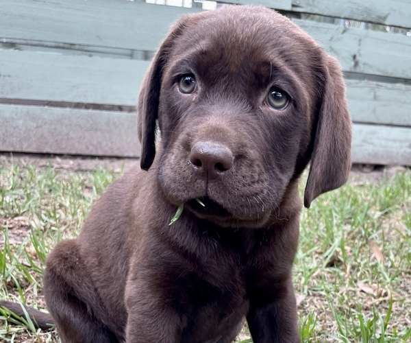 labrador puppy breeders