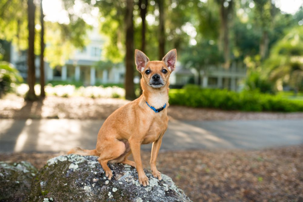 deer head chihuahua