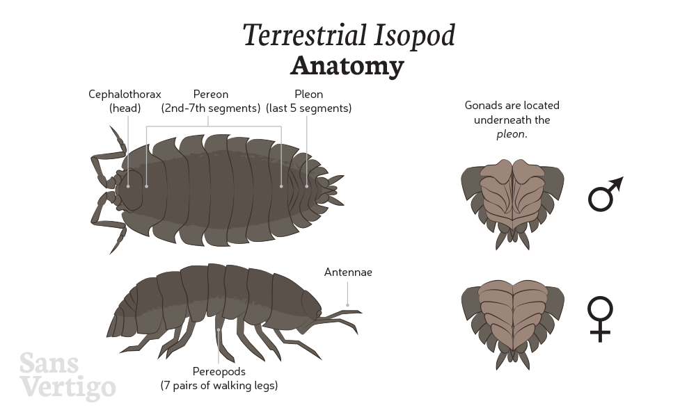 male vs female isopods