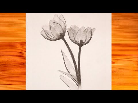 dibujos de flores en lápiz