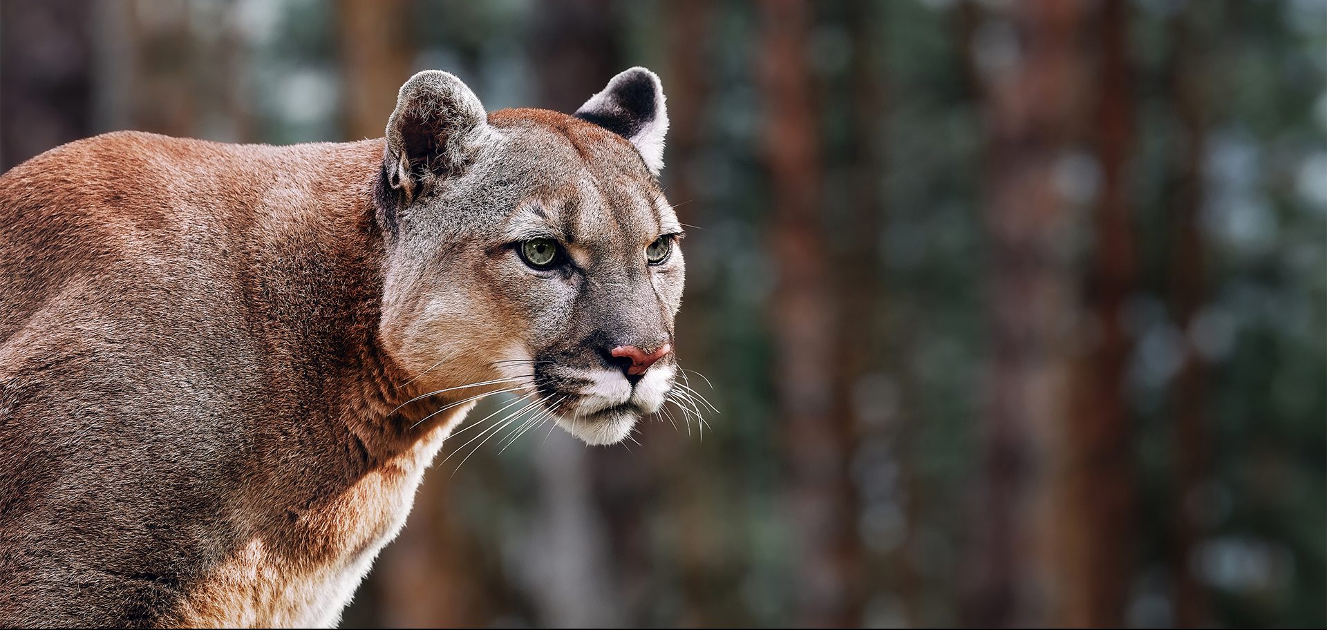 difference between puma and cougar