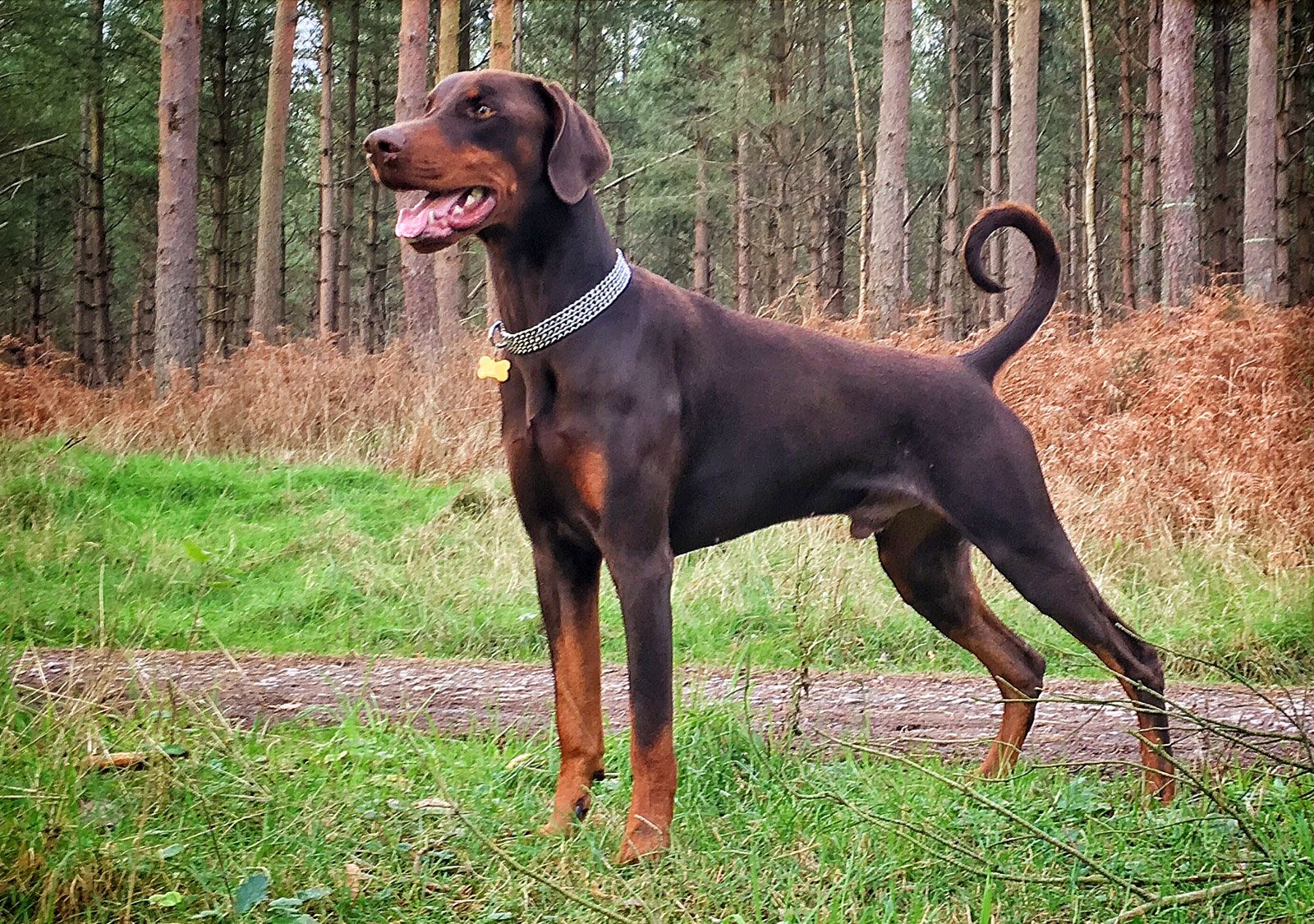 doberman images