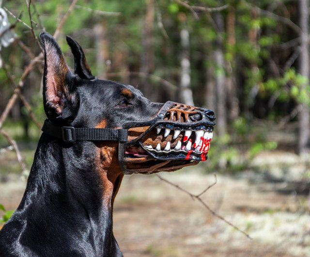 doberman muzzle