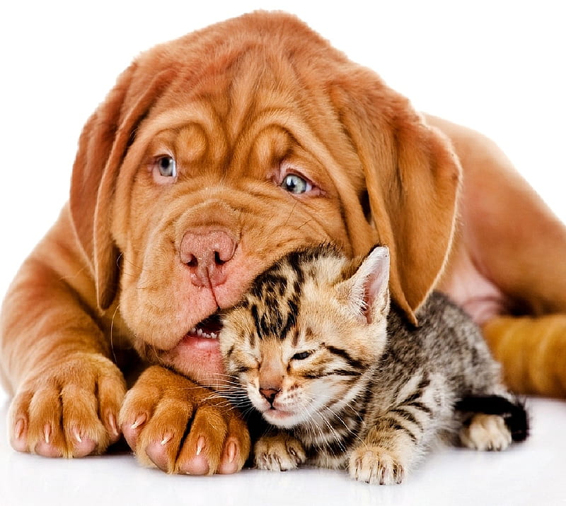 dog and cat wallpaper desktop