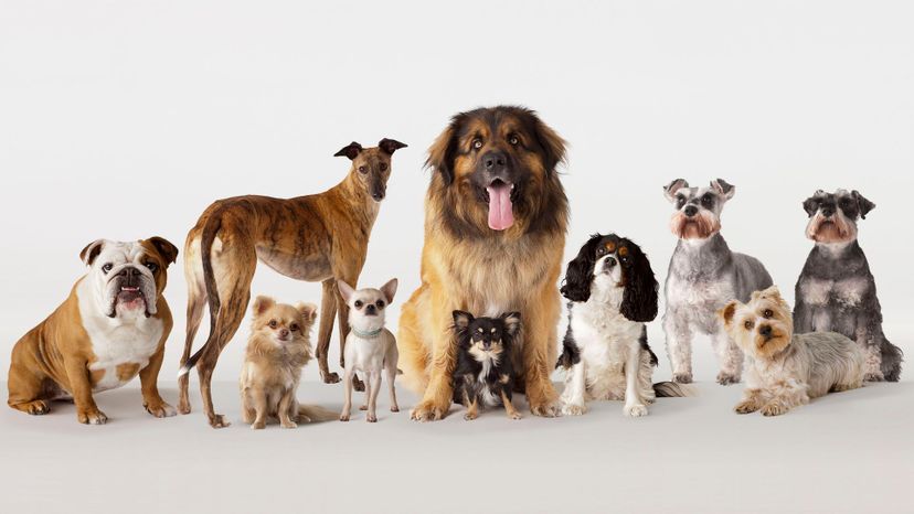 dog breed selector quiz