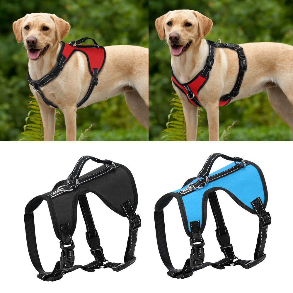 dog harness for labs