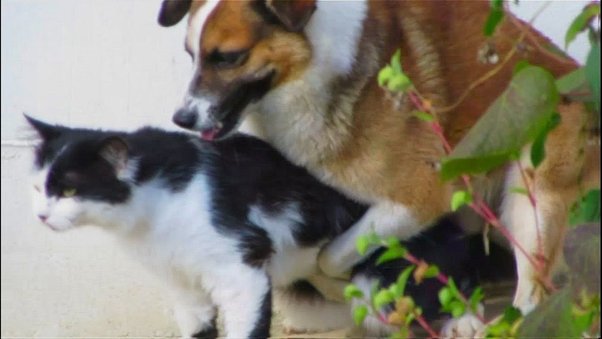 dog mating with a cat