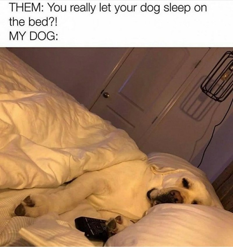 dog sleeping meme