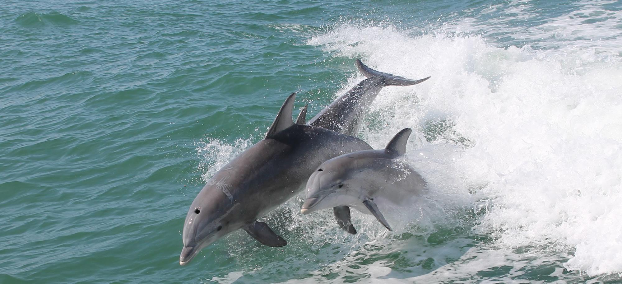 dolphin watching wildwood nj