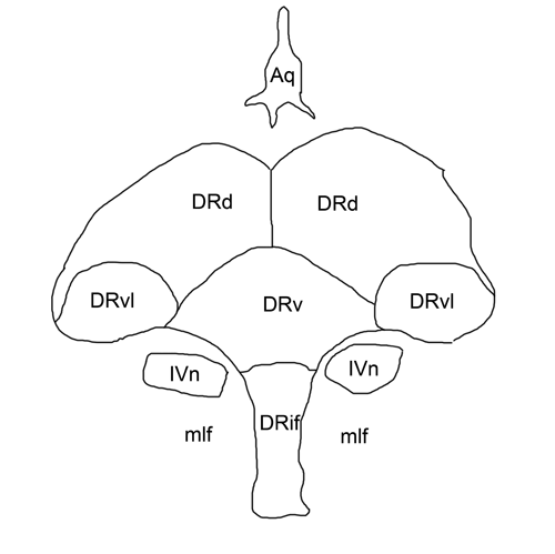 dorsal raphe nucleus