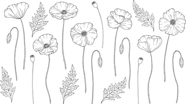 drawing poppy flower