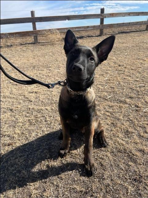 dutch shepherd rottweiler mix