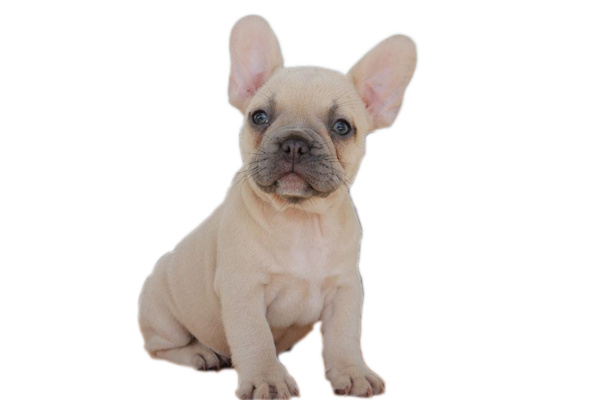 frenchie puppies for sale in ohio