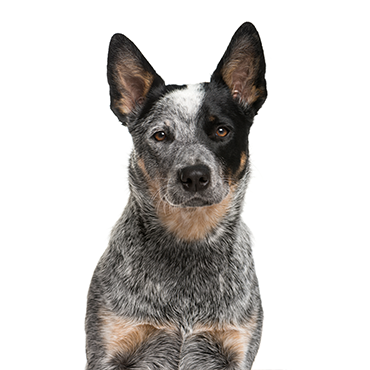 blue heeler for sale