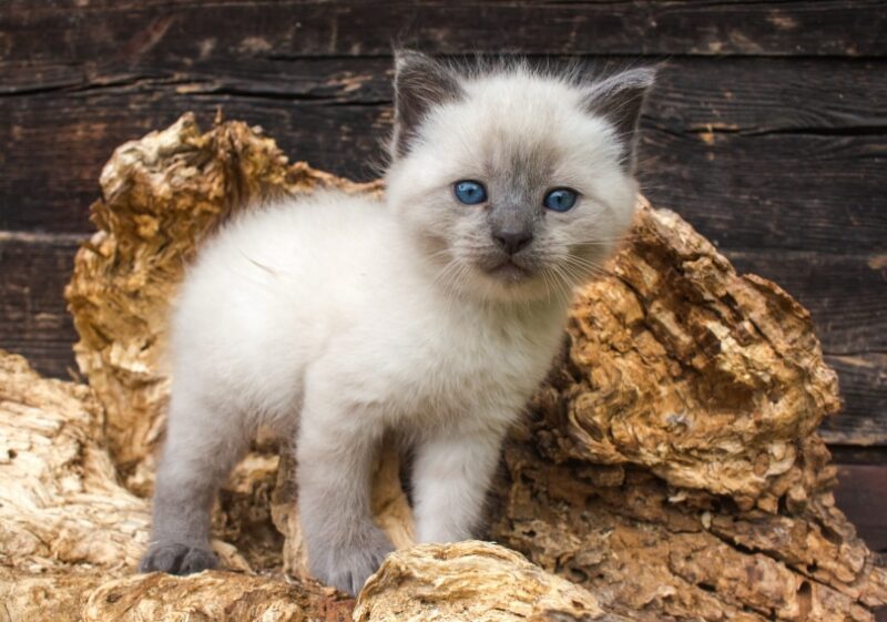 images of siamese kittens