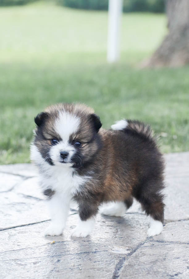 pomeranian puppy breeders