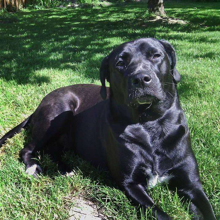 labrador and bulldog mix