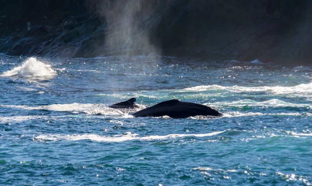 bonavista puffin and whale tours