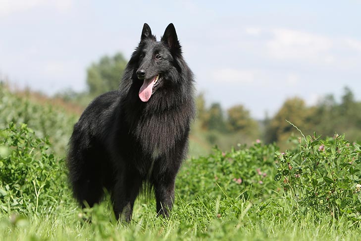 belgian sheepdog puppies