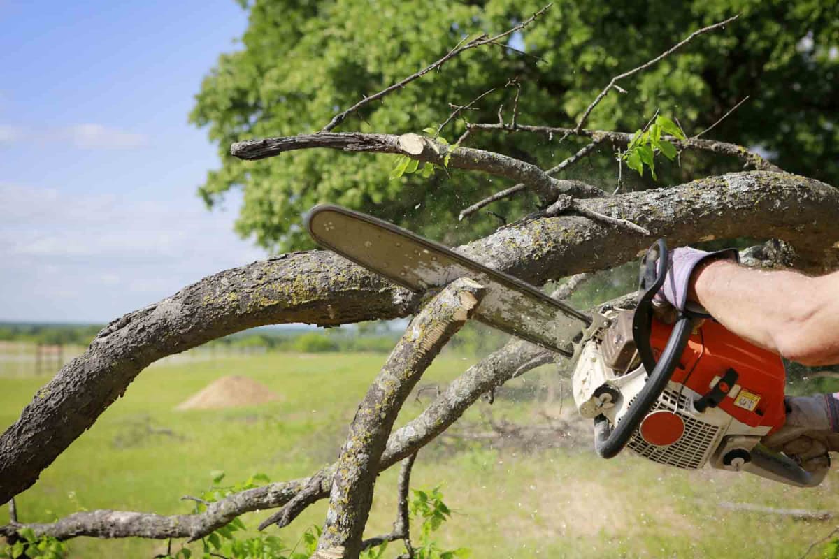 tree removal services near me