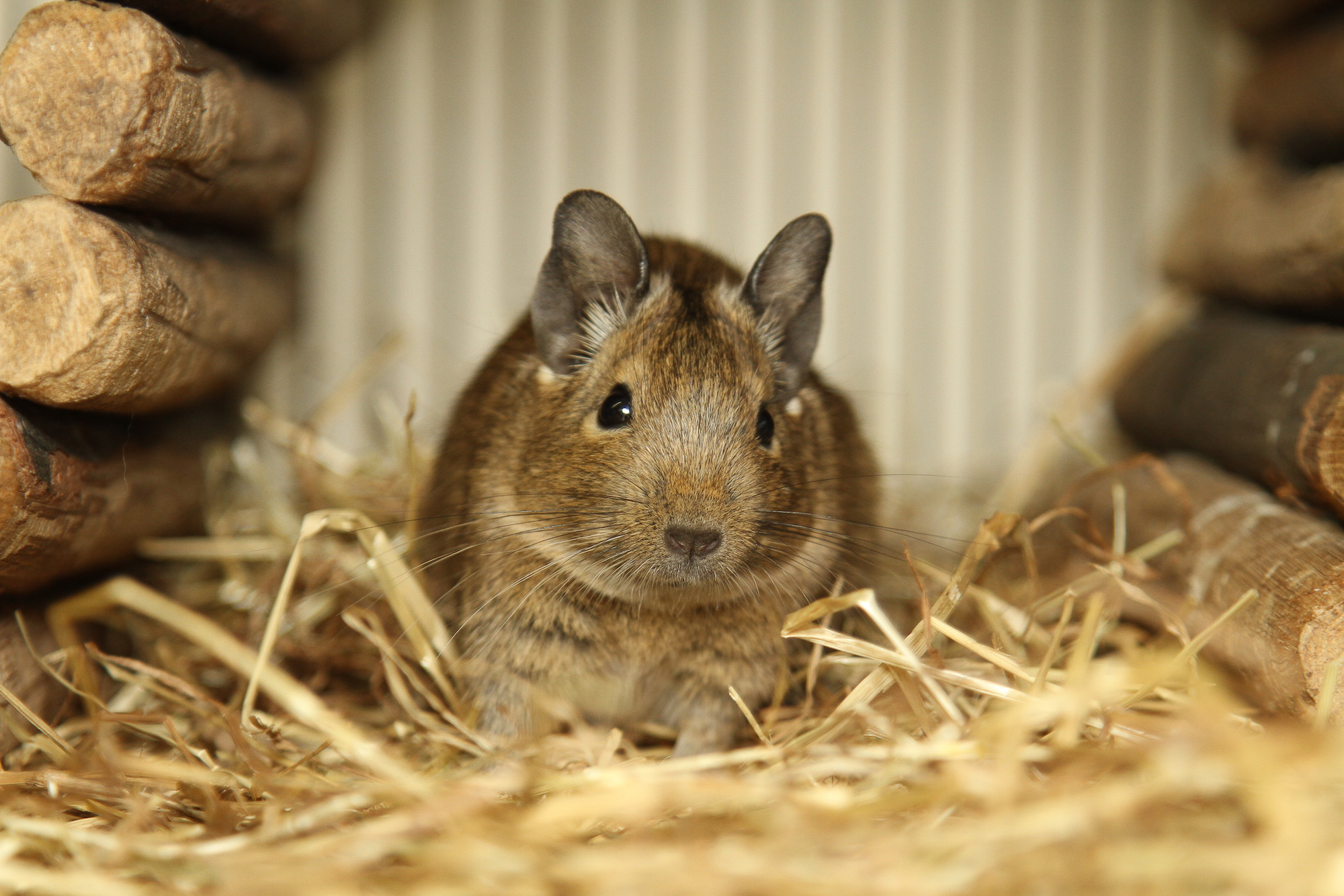 degu lifespan