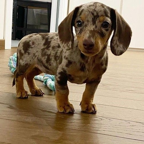 mini dapple sausage dog