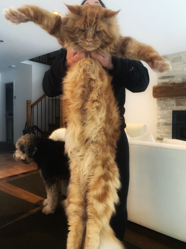 maine coon cat calgary