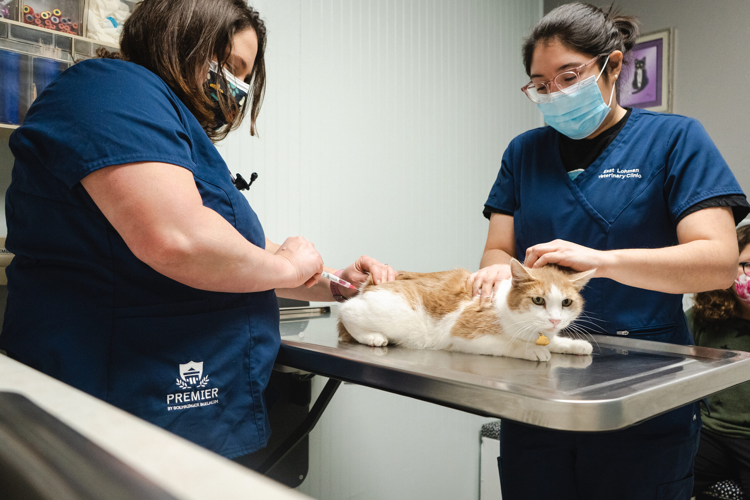 east lohman animal clinic