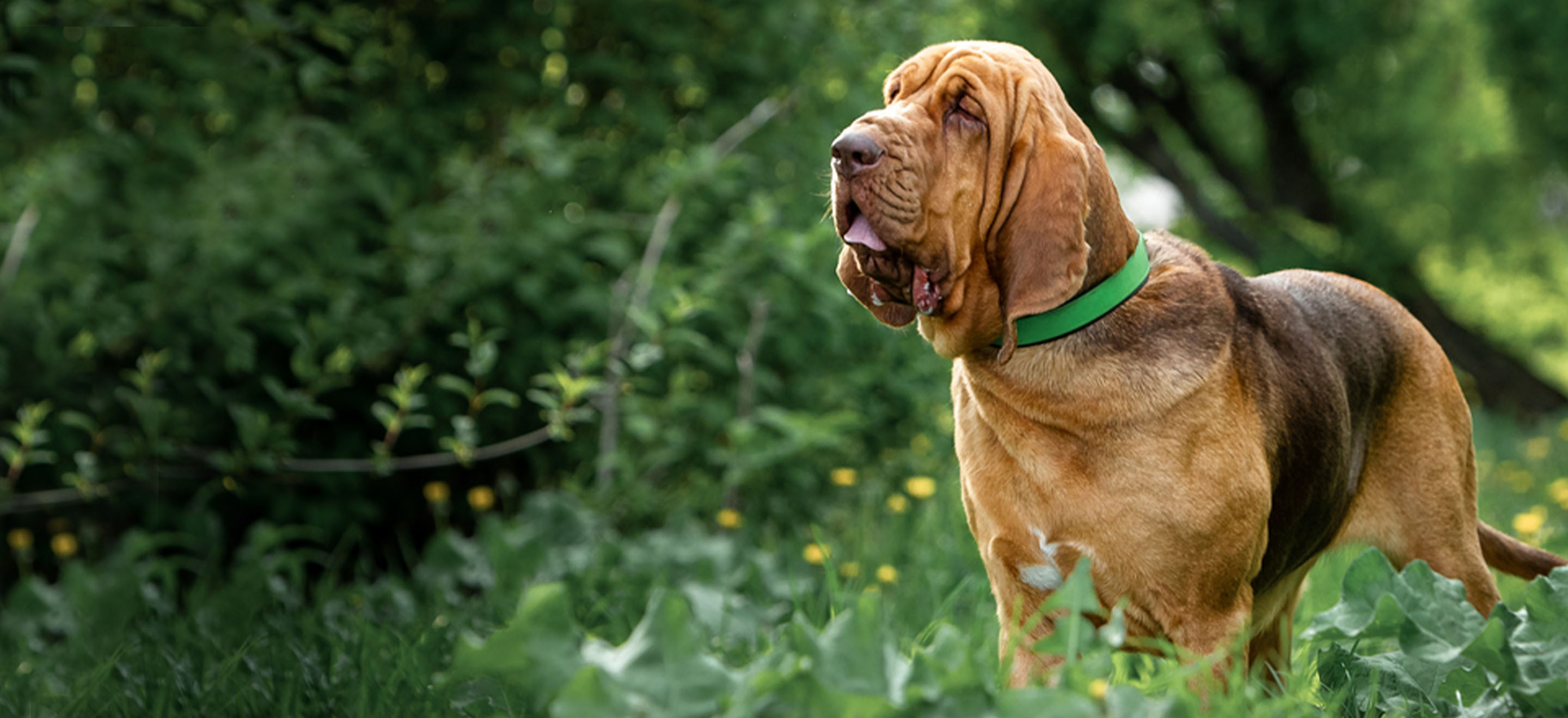 bloodhound pups for sale