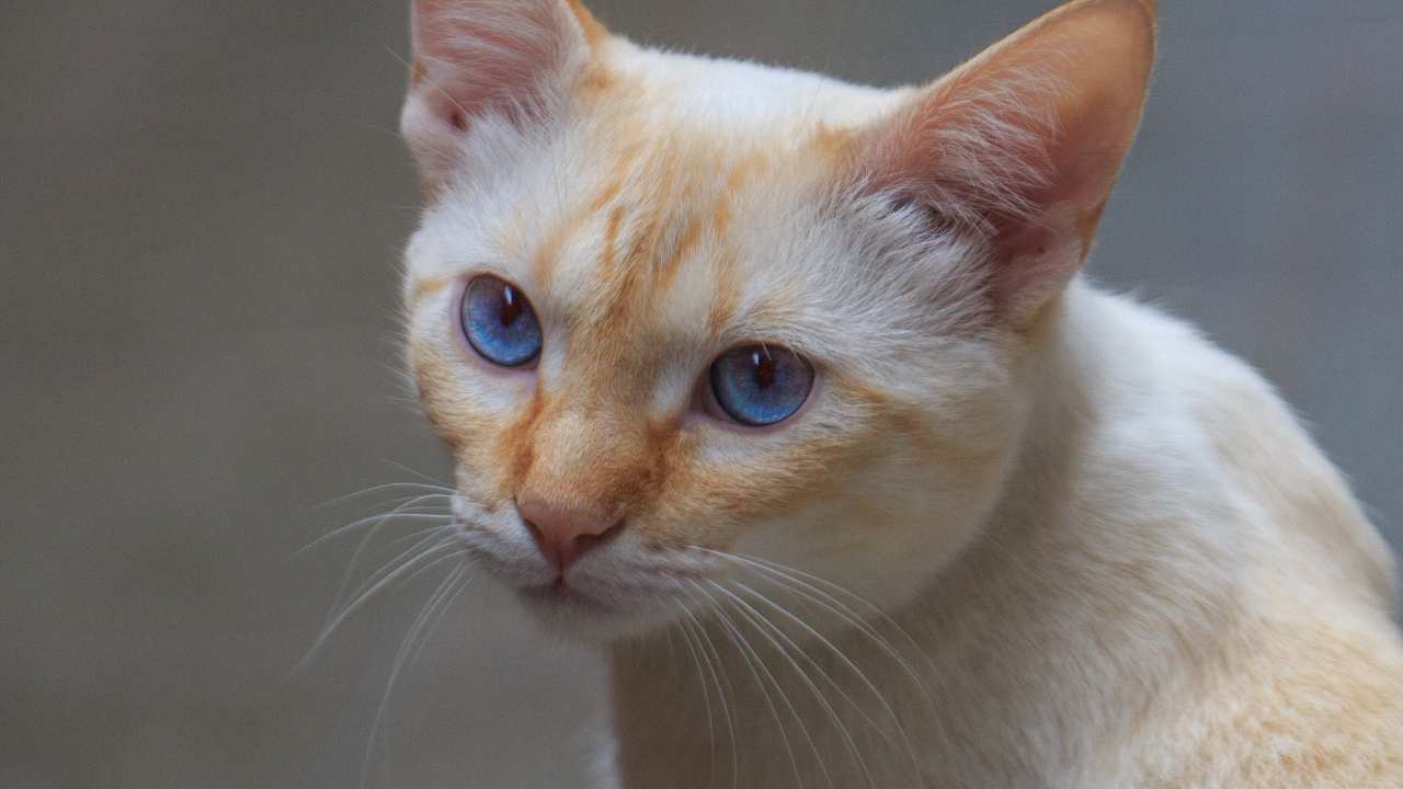 flame point siamese