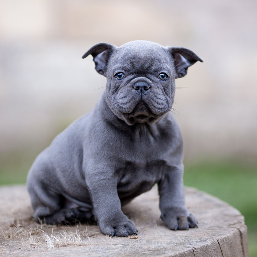 grey bulldog puppy