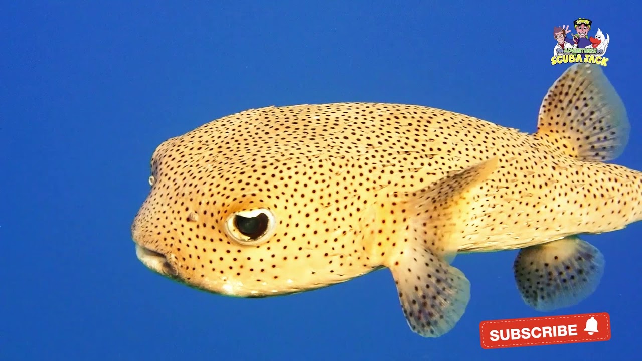 puffer fish youtube