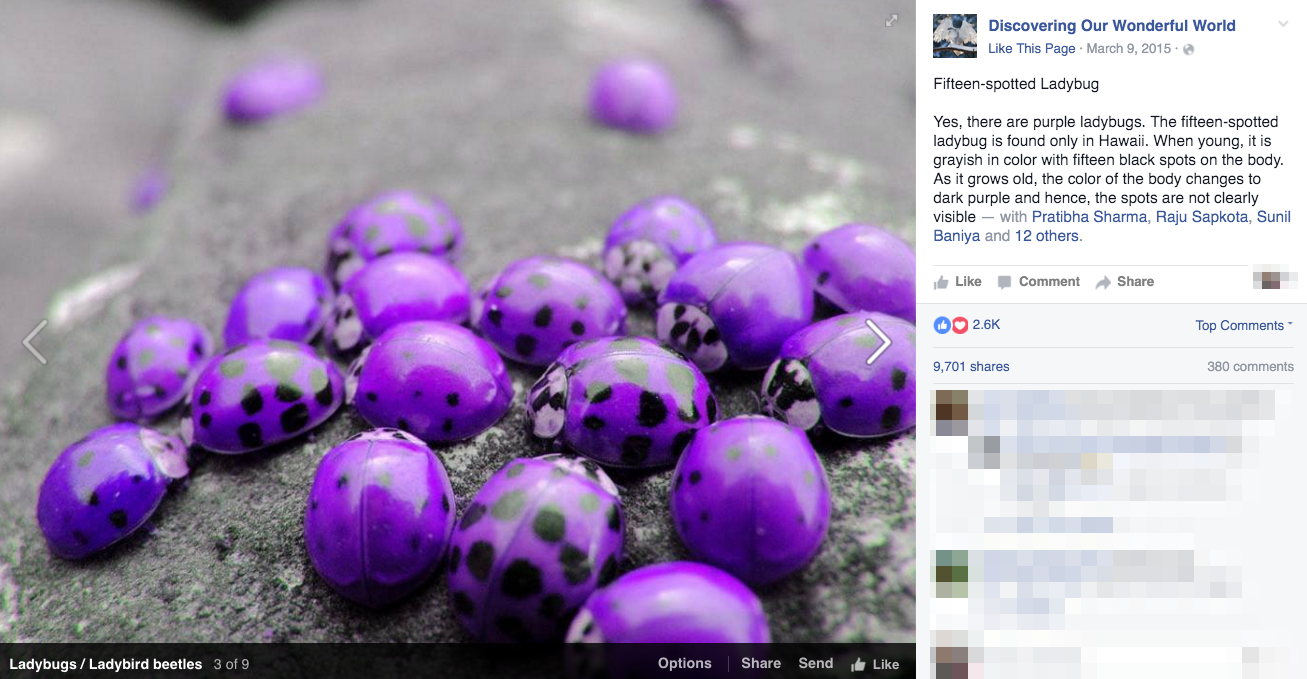 purple ladybug meaning