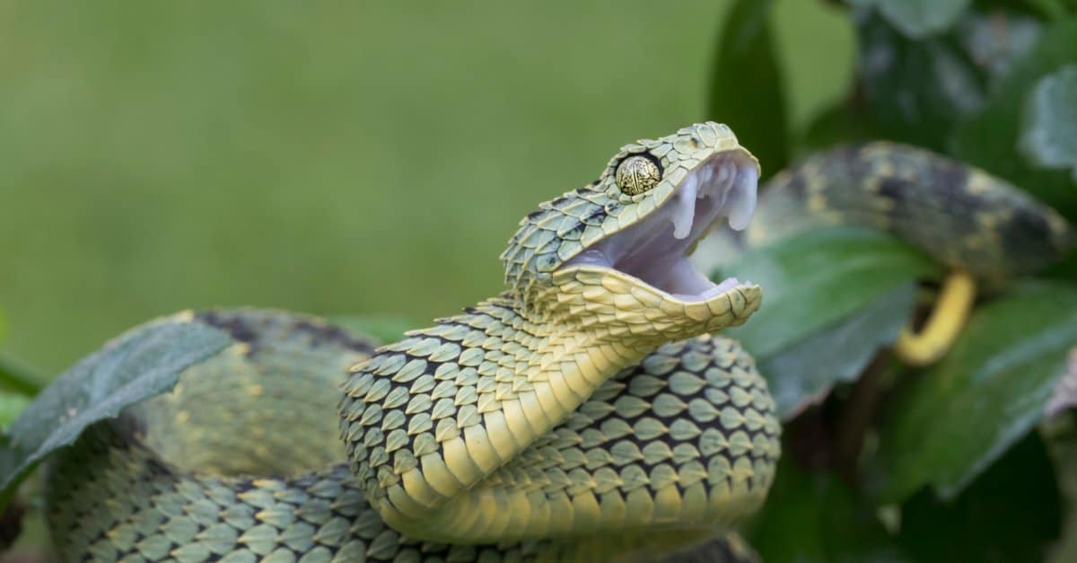 spiny bush viper