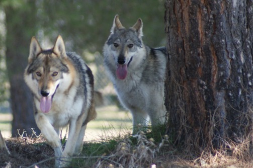 venta perro lobo