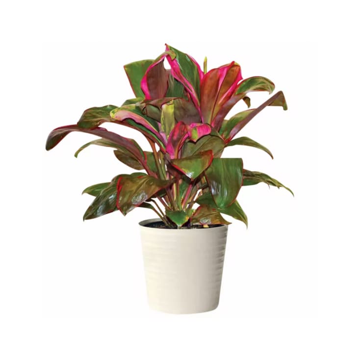 aldi houseplants