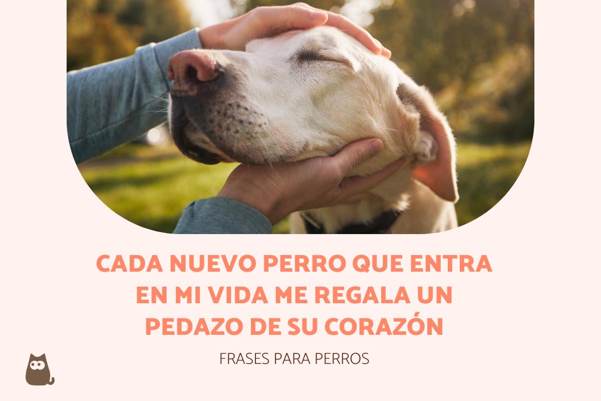 emotivas frases para perros instagram