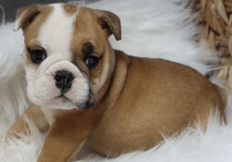 english bulldogs for sale