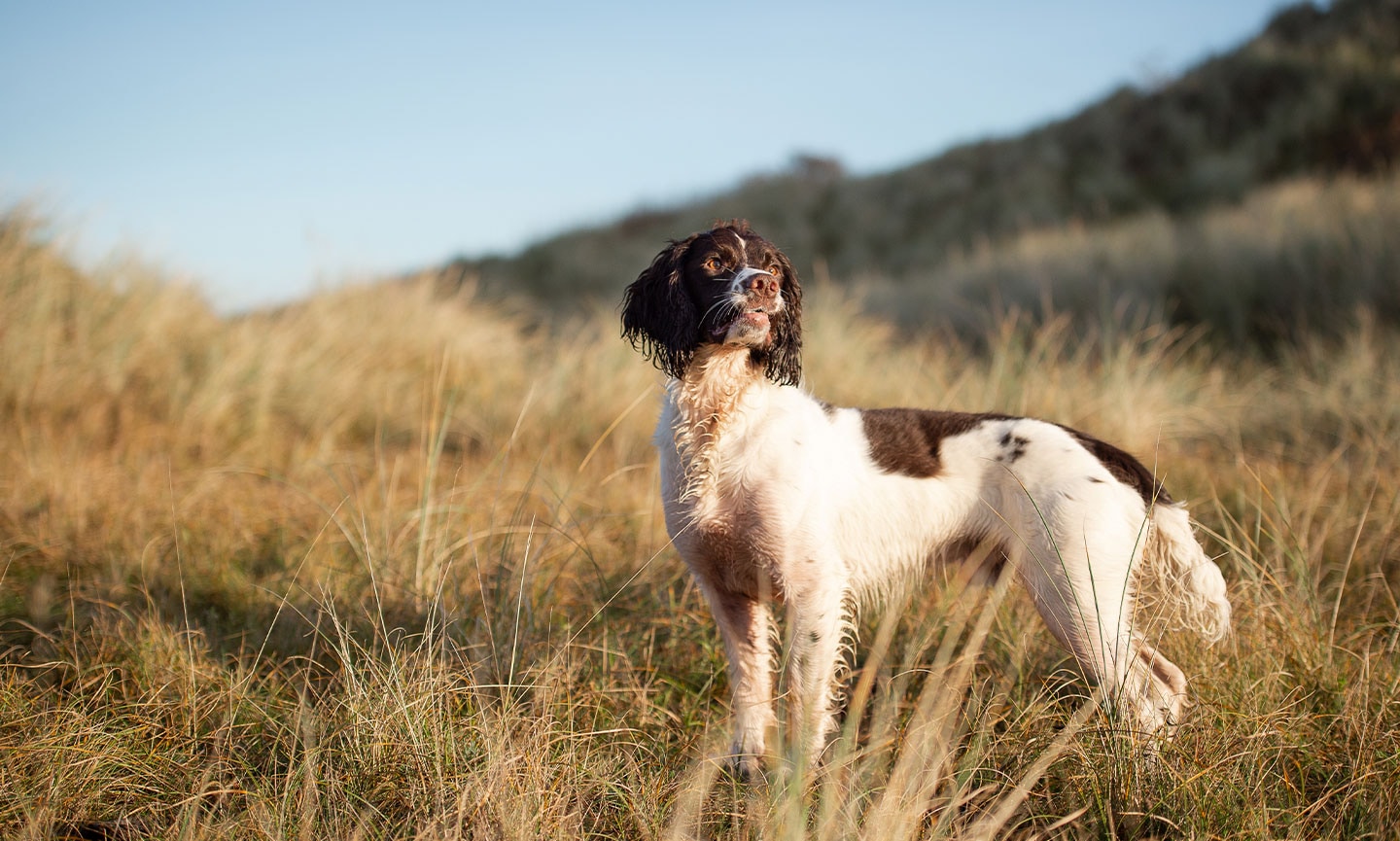 english springer spaniel pictures