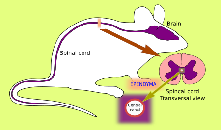 ependyma