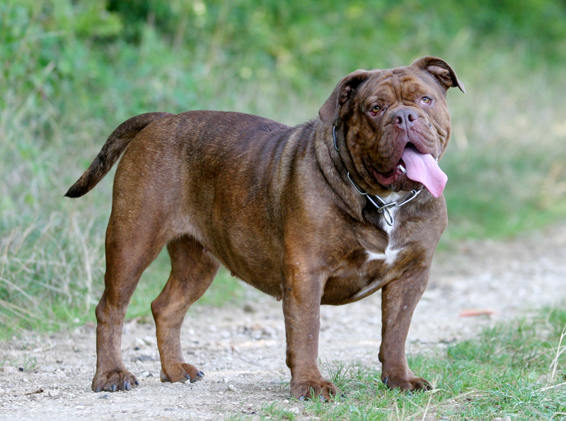 olde english bulldogge puppies for sale