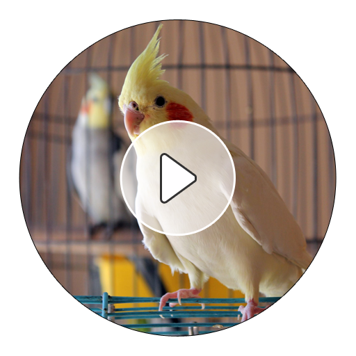 cockatiel sounds